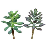 Élethű, 16 cm magas, betűzős kövirózsa műnövény, kétféle változatban.