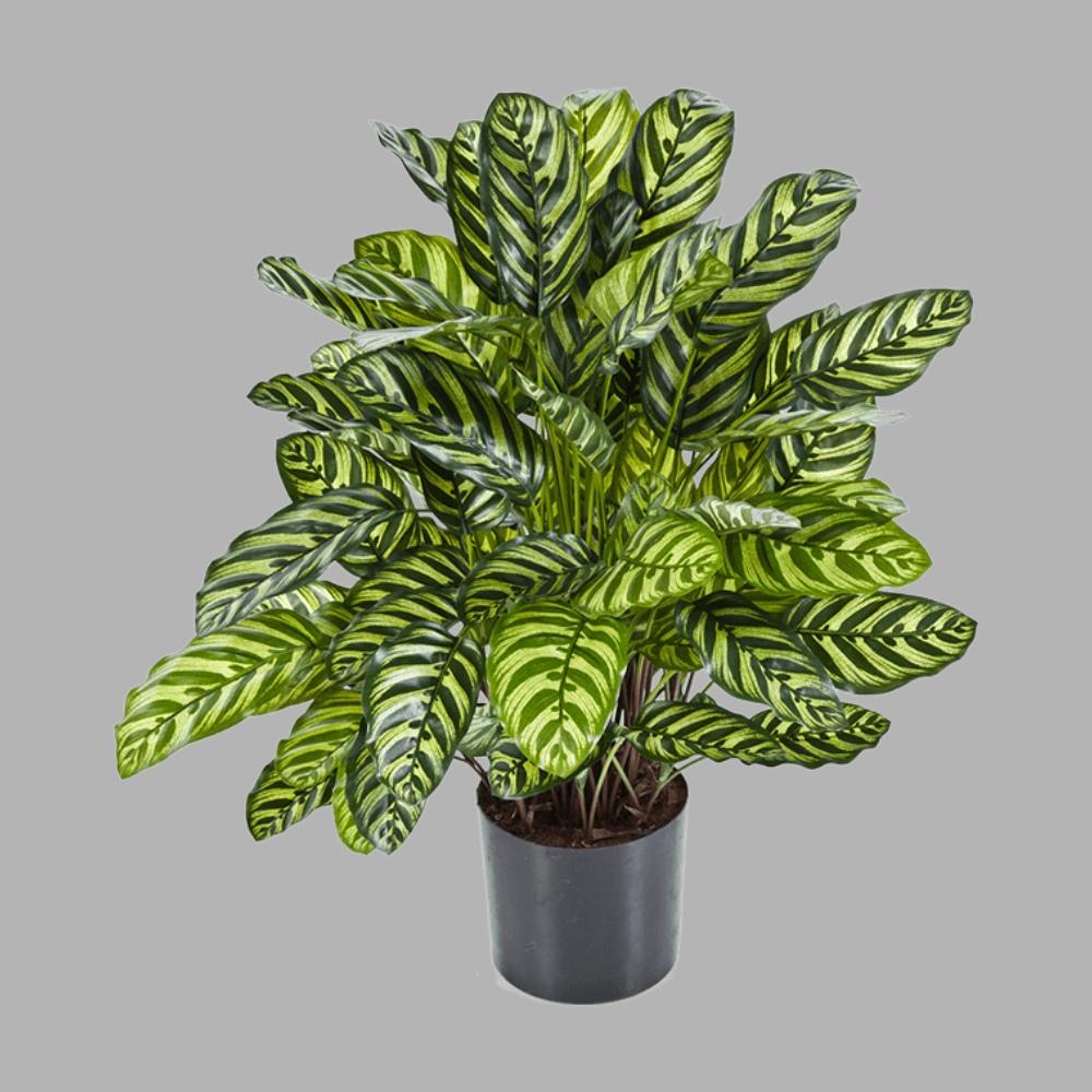 CALATHEA zöld zebralevél műnövény 80 cm CALATHEA zöld zebralevél műnövény 80 cm