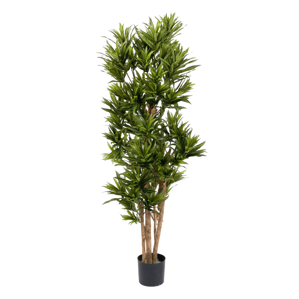 Élethű megjelenésű, mű sárkányfa, fekete színű műanyag cserépben