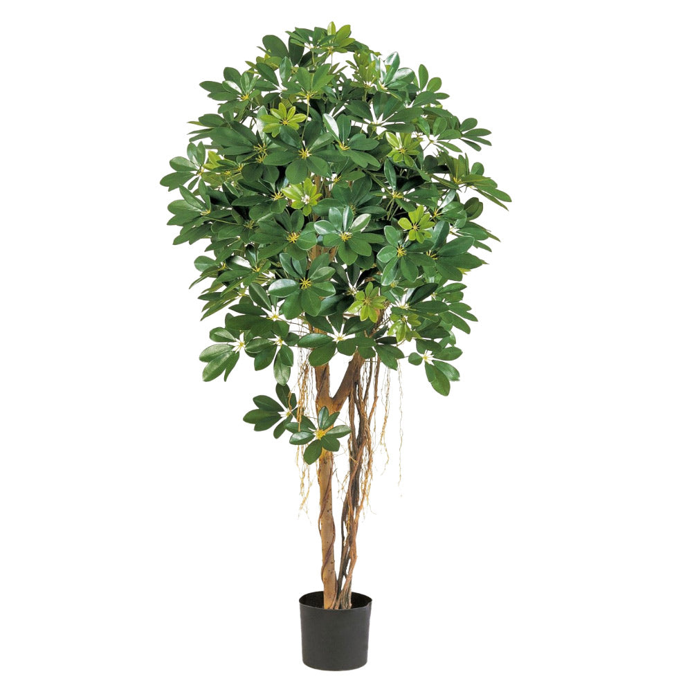 Élethű megjelenésű, dús lombozatú, mű sugárarália fa valódi fából készült törzzsel