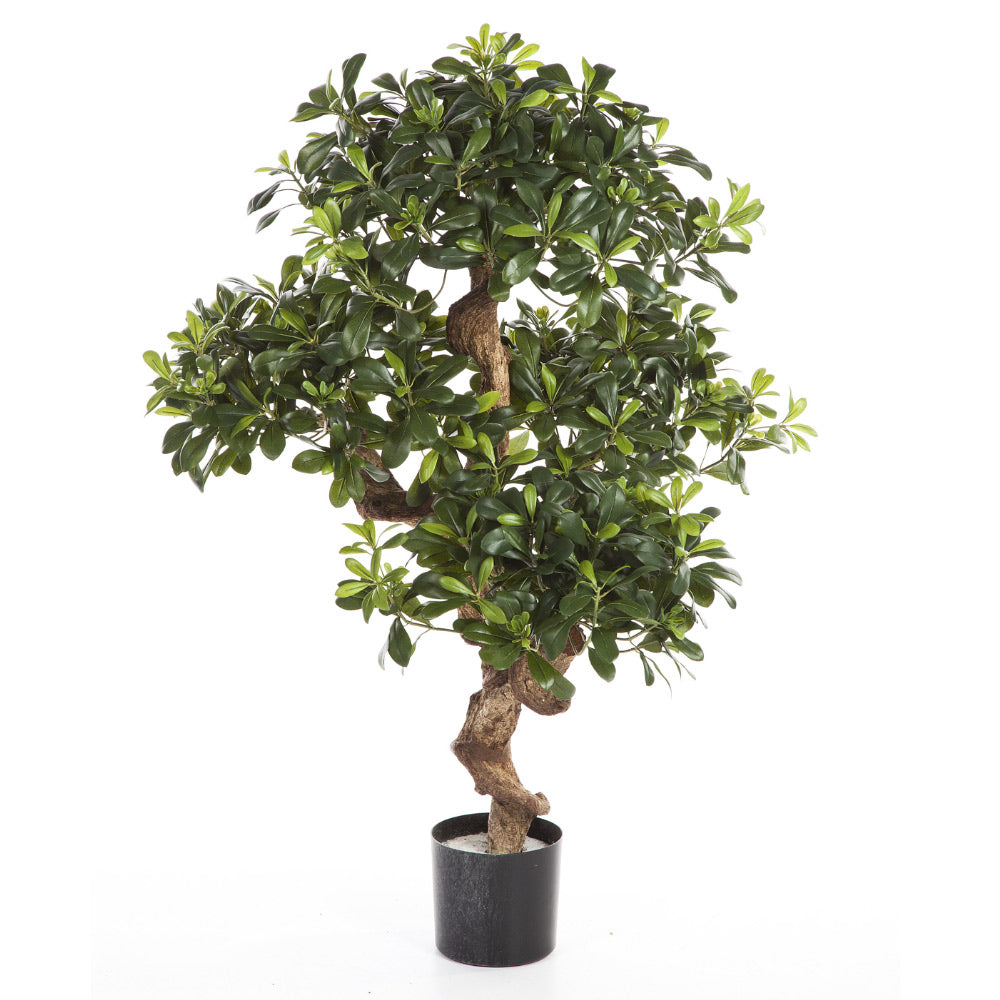 Élethű megjelenésű, kínai enyvesmag fácska, fekete színű, műanyag kaspóban.