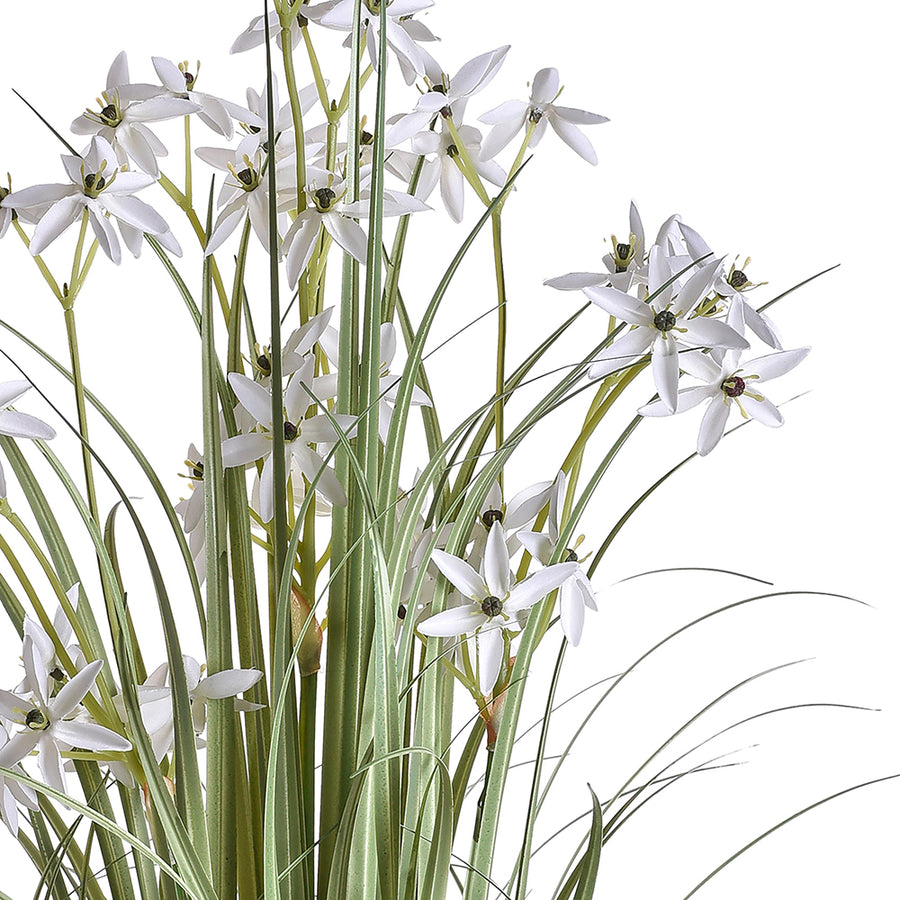 Allium mű dísznövény részletfotó krémszínű csillag alakú virágokkal és szálas levelekkel.