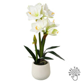 Kerámia kaspóban kialakított, fehér színű, amarillisz művirág.