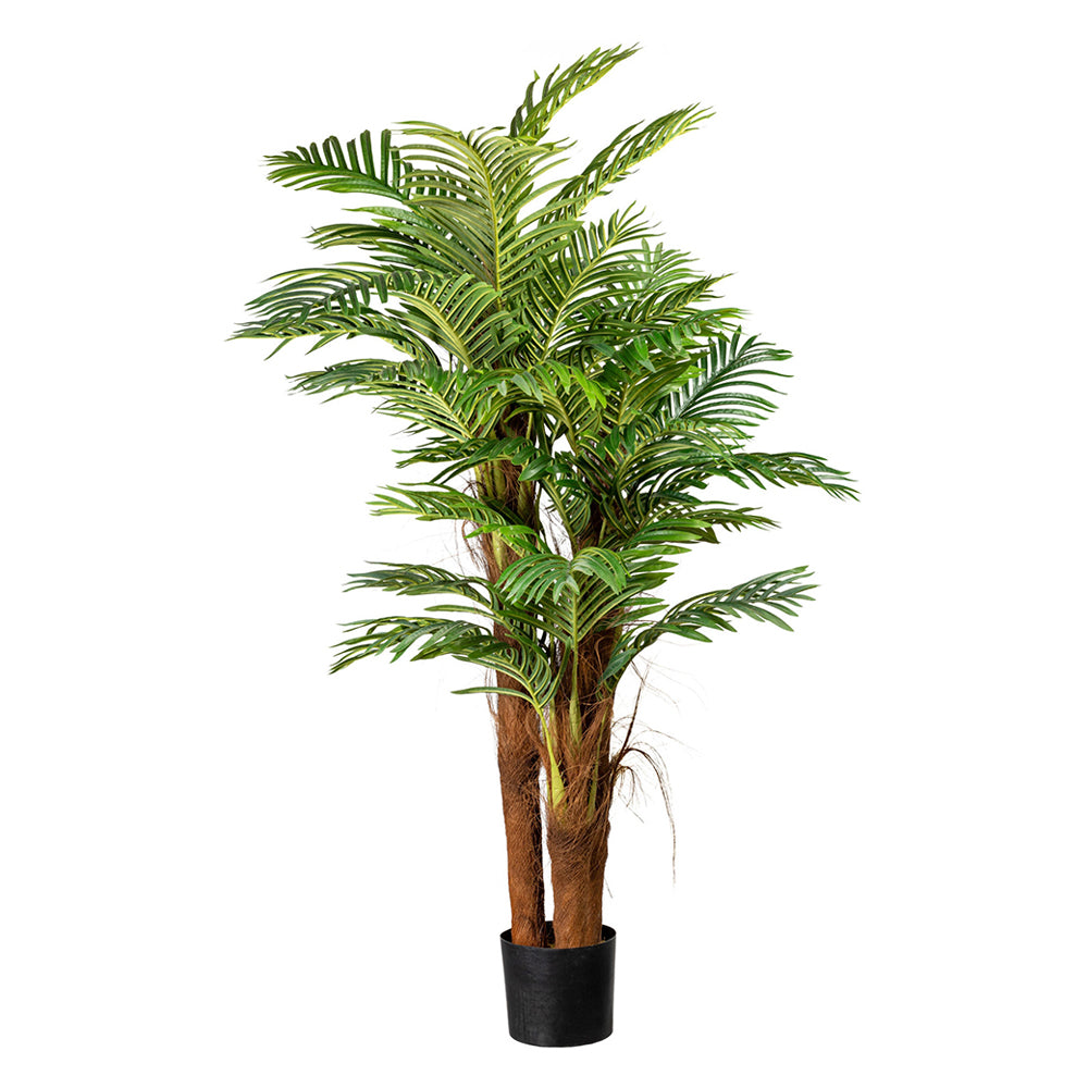 160 cm magas, több törzsű, zöld színű mű aranypálma, fekete műanyag kaspóban.
