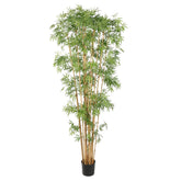 Teljes magasságú, 235 cm-es mű japán bambusz növény fekete műanyag kaspóban.