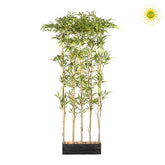 160 cm magas, UV-álló mű bambusz térelválasztó fekete fa kaspóban, valódi bambusz törzzsel és 1620 lándzsa alakú levéllel.