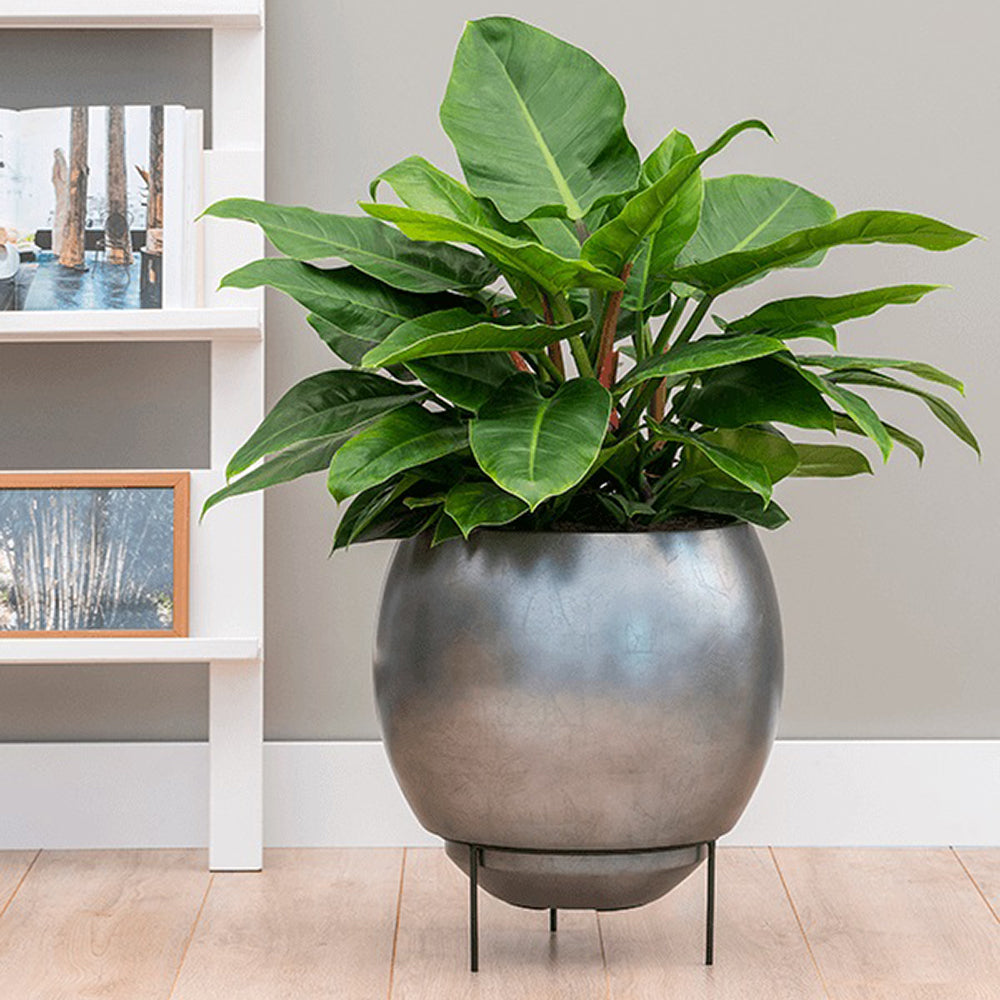 Modern ezüstkék BAQ kaspó szobanövénnyel berendezett nappaliban, természetes környezetben. Modern ezüstkék BAQ kaspó szobanövénnyel berendezett nappaliban, természetes környezetben.