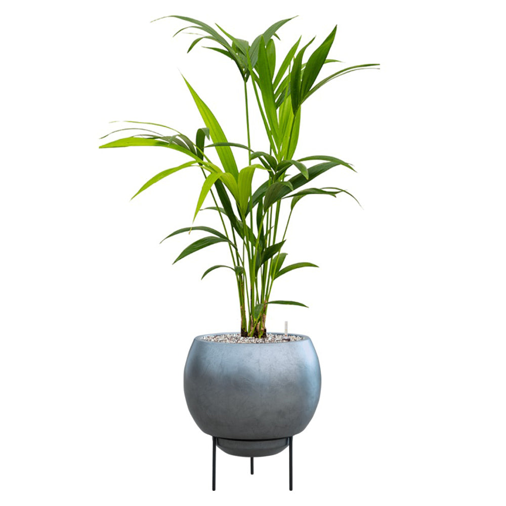 BAQ Metallic Globe Elevated kaspó egyenes, karcsú levelű szobanövénnyel, fehér háttér előtt. BAQ Metallic Globe Elevated kaspó egyenes, karcsú levelű szobanövénnyel, fehér háttér előtt.