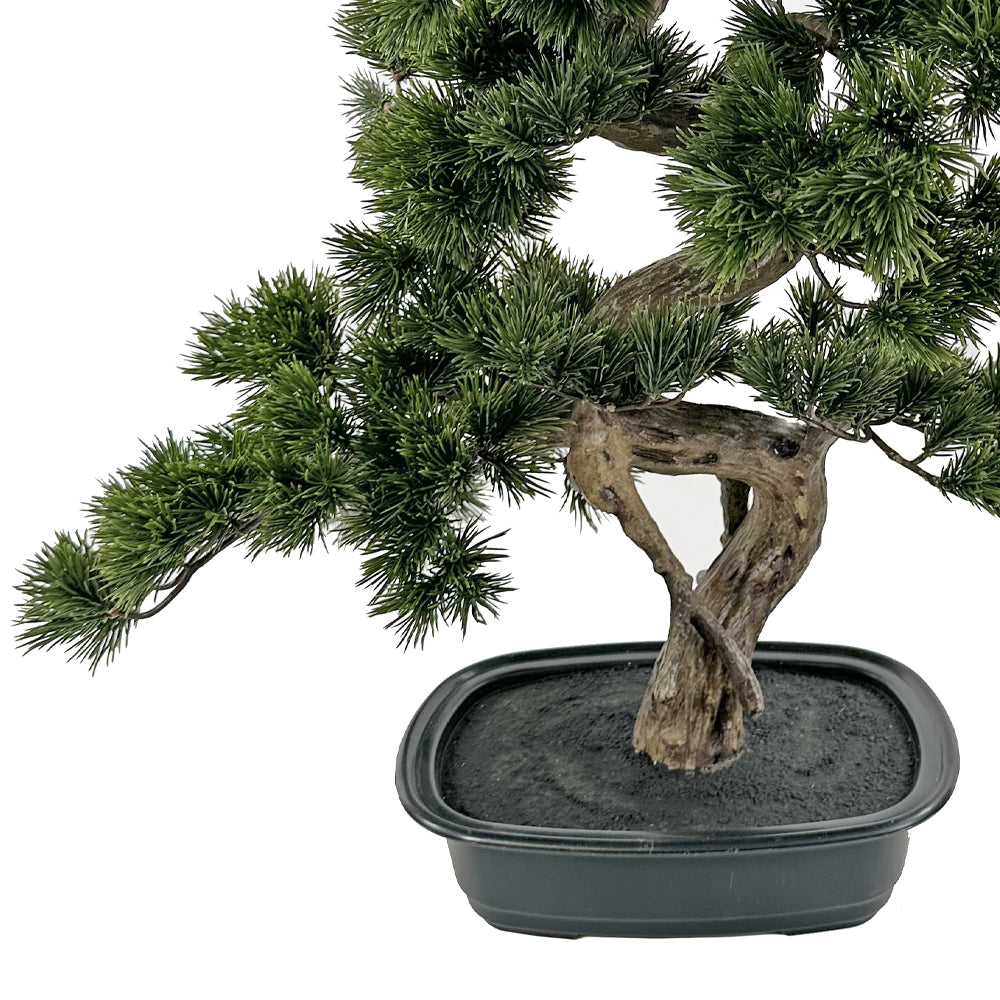 Mű bonsai fenyő ovális fekete kaspója.  Mű bonsai fenyő ovális fekete kaspója.