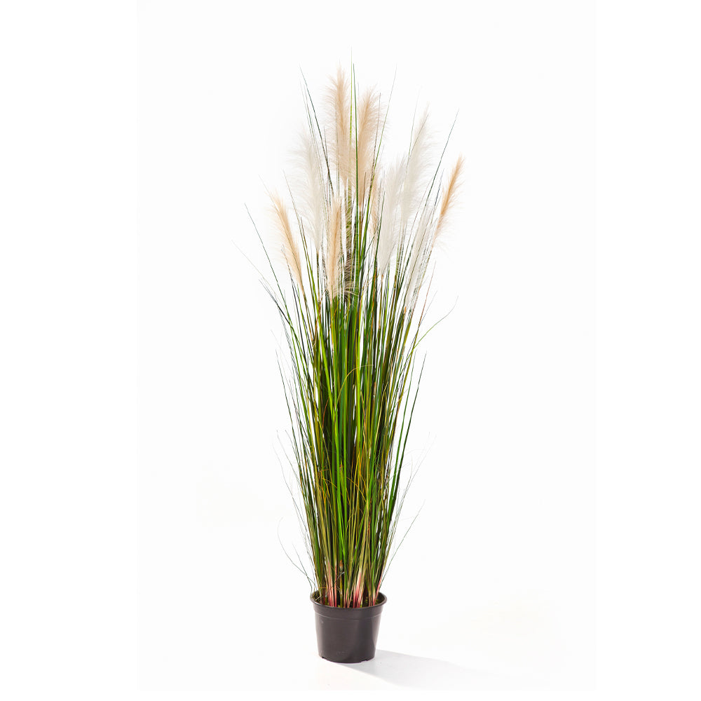 CALAMAGROSTIS mű nádsás 150 cm magas díszfű krémszínű tollas virágzatokkal, natúr zöld levelekkel.