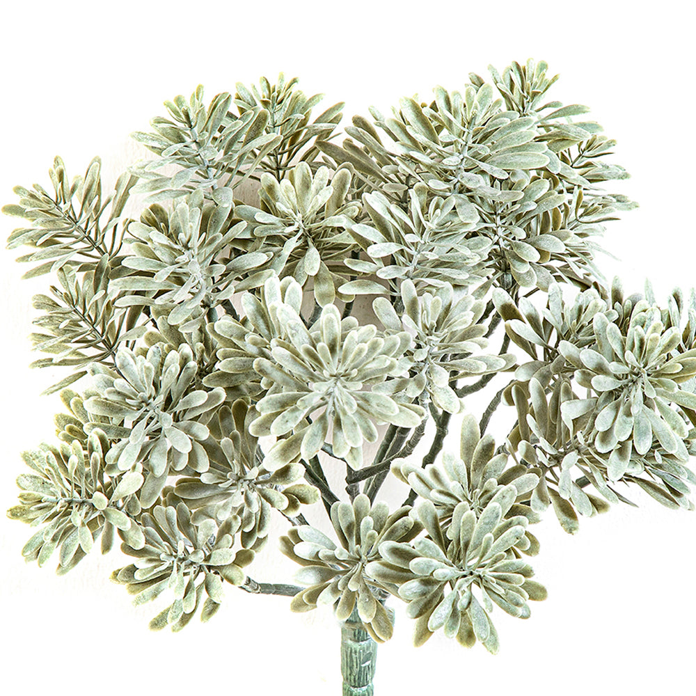 CINERARIA UV-álló betűzős mű tengerparti aggófű 22 cm CINERARIA UV-álló betűzős mű tengerparti aggófű 22 cm