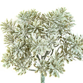 CINERARIA UV-álló betűzős mű tengerparti aggófű 22 cm