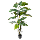 COLOCASIA zöld mű táró bokor 180 cm magas, fekete kaspóban, részletgazdag levelekkel