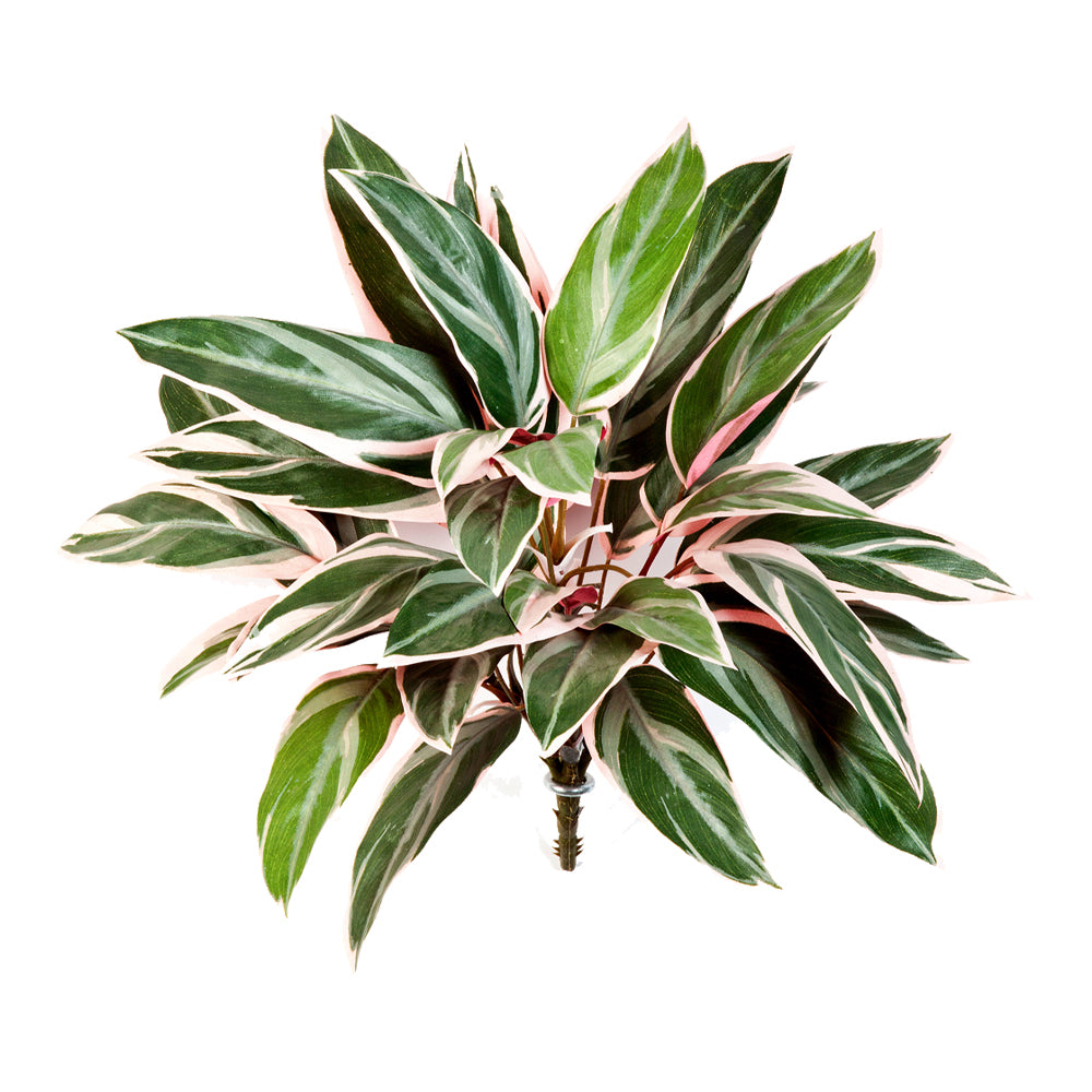 Cordyline háromszínű trikolor mű ti-pálma 48 cm magasságban Cordyline háromszínű trikolor mű ti-pálma 48 cm magasságban