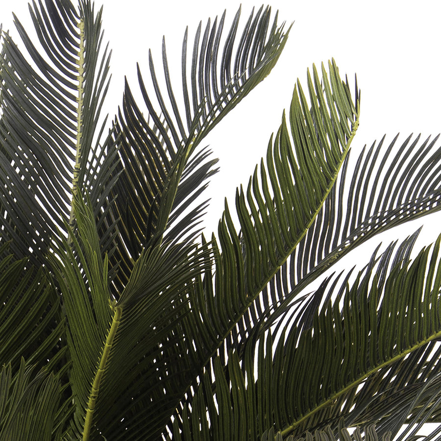 CYCAS REVOLUTA mű pálma természetes hatású törzzsel