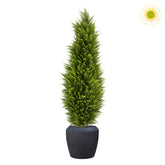 UV-álló zöld mű ciprus fekete kaspóban 150 cm fehér háttér előtt