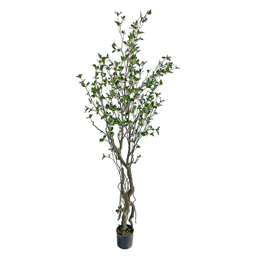 Friss üde zöld lombozatú, mű fikusz cserje műanyag kaspóban.