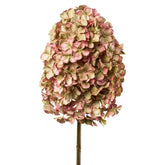 Élethű, fáradt barack színű bugás mű hortenzia virág közelről, fehér háttér előtt