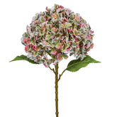 Hydrangea Giant óriás fejű mű hortenzia 73 cm fehér háttéren