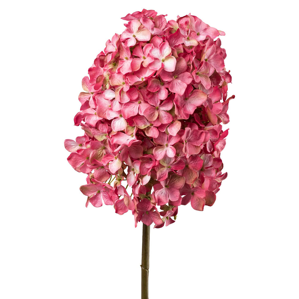 Élénk pink színű bugás mű hortenzia virág, fehér háttérrel, részletgazdag megjelenéssel