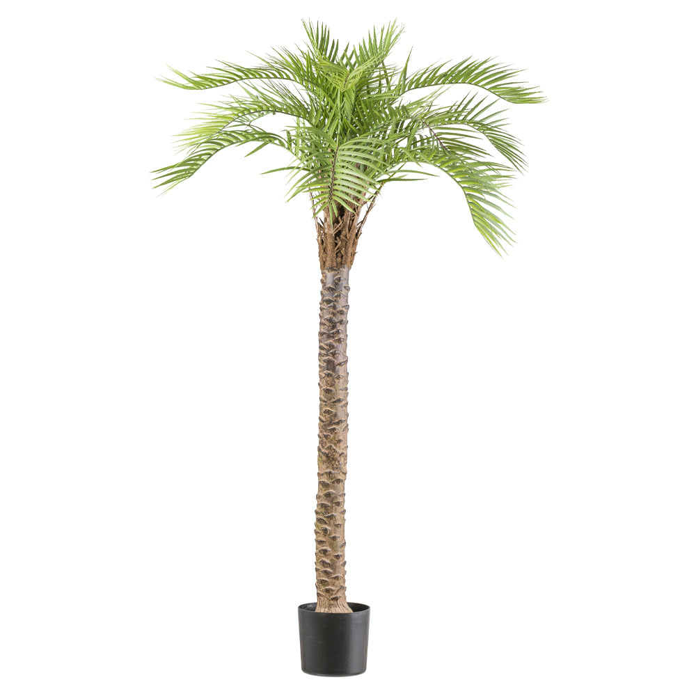 MACAUBA PALM zöld mű pálmafa 175 cm fekete műanyag kaspóban MACAUBA PALM zöld mű pálmafa 175 cm fekete műanyag kaspóban