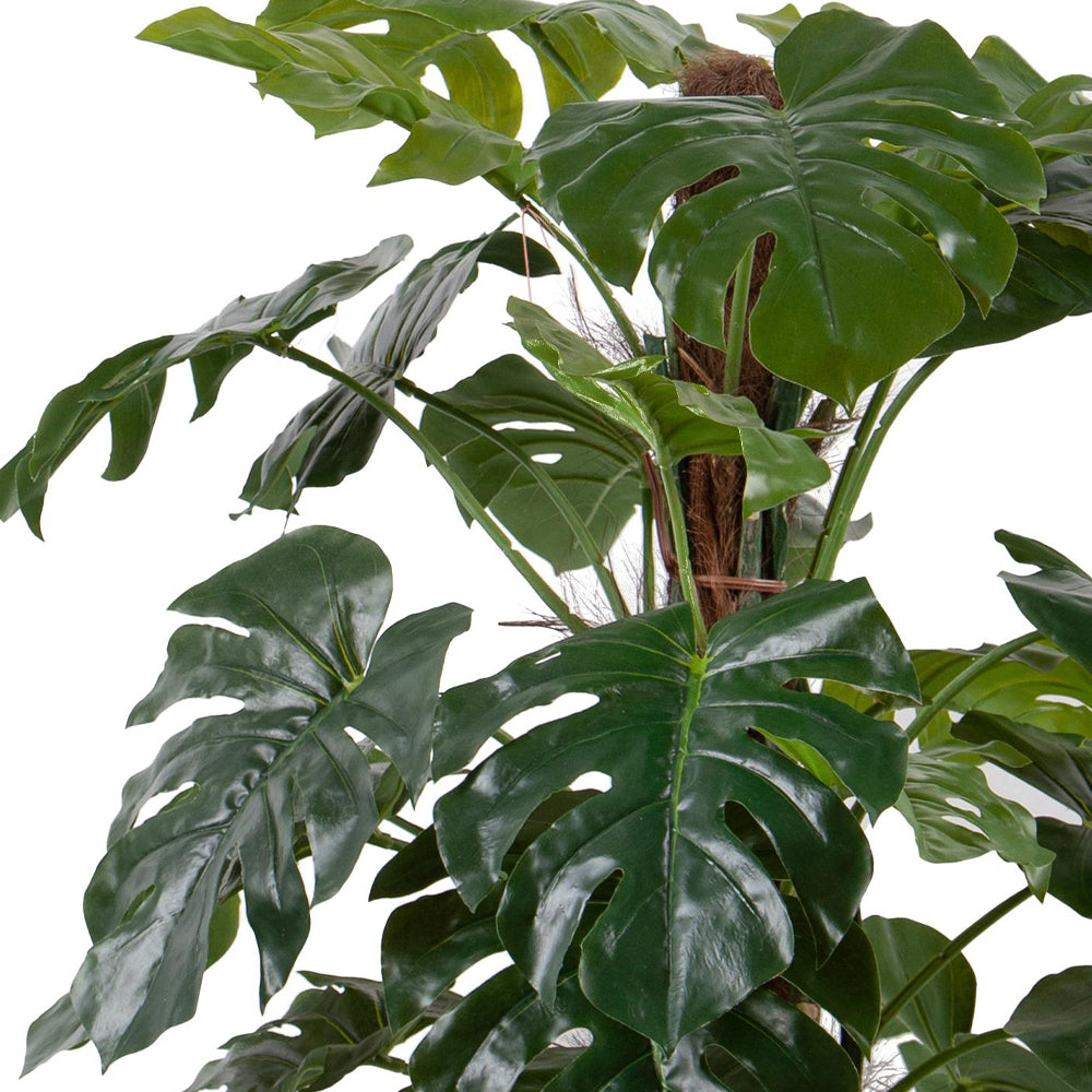 Mű Monstera levelek közelről, fényes felülettel és realista kidolgozással. Mű Monstera levelek közelről, fényes felülettel és realista kidolgozással.