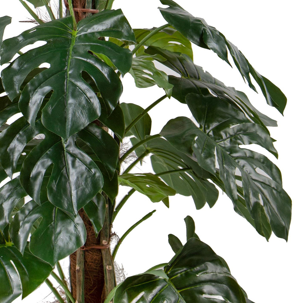 Osztott, lyukacsos mű Monstera levelek részletfotó. Osztott, lyukacsos mű Monstera levelek részletfotó.