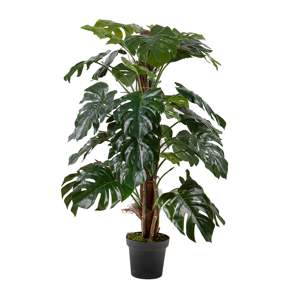 136 cm magas mű könnyezőpálma (Monstera) fekete cserépben, élethű levelekkel. 136 cm magas mű könnyezőpálma (Monstera) fekete cserépben, élethű levelekkel.