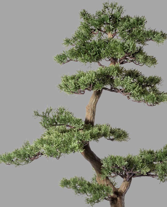 Cédrus bonsai fa műnövény, fekete ültetőkaspóban.