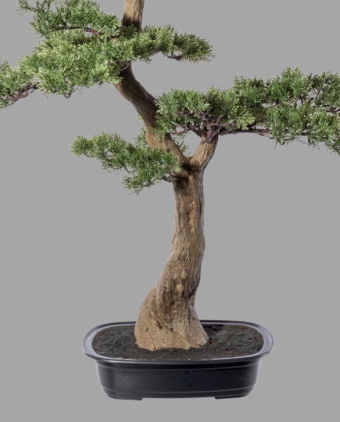Cédrus bonsai fa műnövény, fekete ültetőkaspóban.
