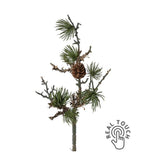 Zuzmóval borított, mű cédrusfenyőág.