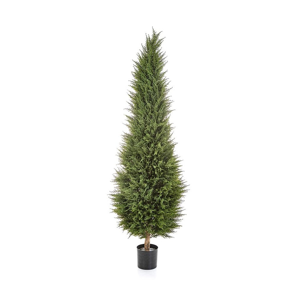 Ciprusfa műnövény.