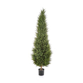 Ciprusfa műnövény.