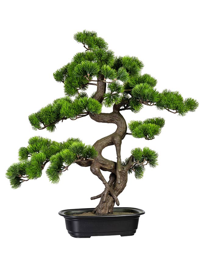 Fenyő bonsai fa műnövény, fekete ültetőkaspóban.