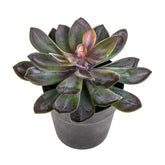 Kövirózsa műnövény cserépben Ø 22 x 20 cm lilászöld "Succulent"