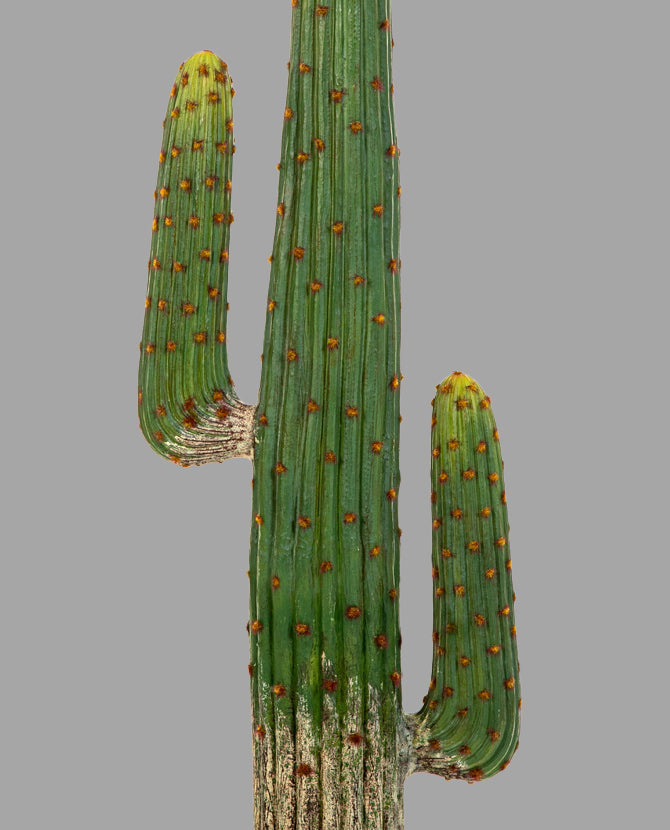 Zöld színű, mesterséges Mexikói kaktusz.