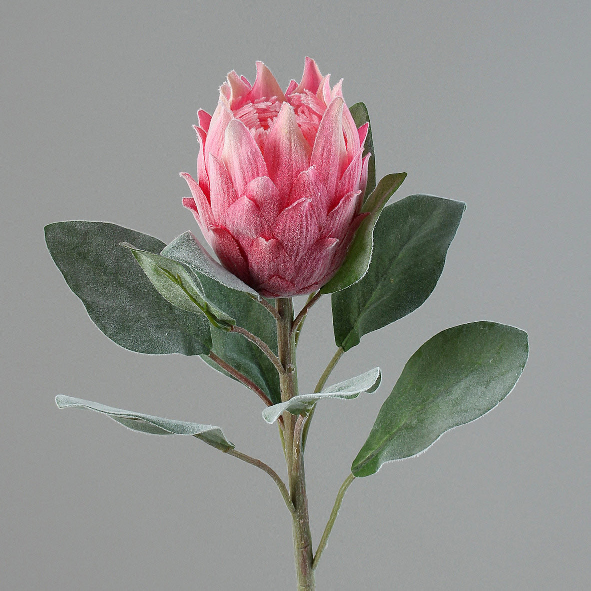 Bársonyos tapintású, pink színű szálas mű protea virág.