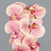 Élethű, barack árnyalatú mű orchidea virág részlet.