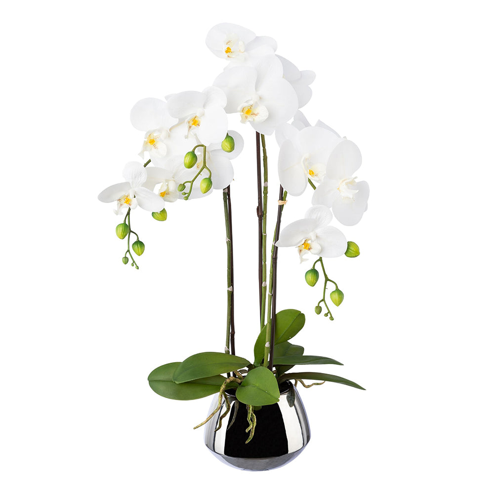 Fehér cserepes mű orchidea 55 cm magas, fényes ezüst kaspóban.