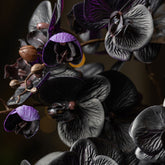 Közelről fotózott fekete orchidea virágok lilás árnyalatokkal