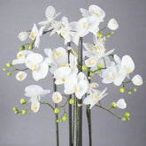 Fehér mű orchidea virágok és bimbók közelről, realista kidolgozással.