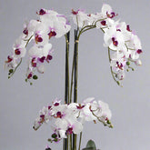 Közelkép a lilásfehér mű orchidea gazdag virágzatáról Real Touch hatással.