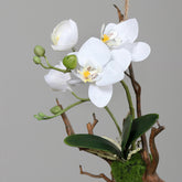 Részletfotó a fehér mű orchidea virágairól és zöld bimbóiró