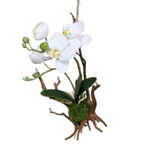 Fehér függeszthető mű orchidea dekoráció mohás gyökérlabdával és ágrögzítéssel.