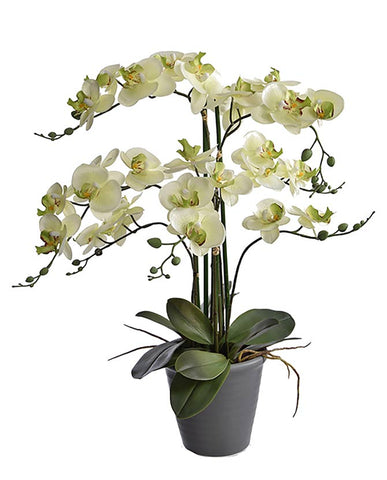Krém-zöld színű mű orchidea, szürke kerámia kaspóban.