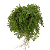 Nagy páfránylabda műnövény .