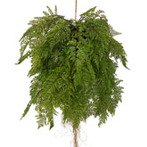 Függeszthető kialakítású, páfránylabda műnövény.