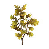 Hervadó levelű mű tölgyfa ág.