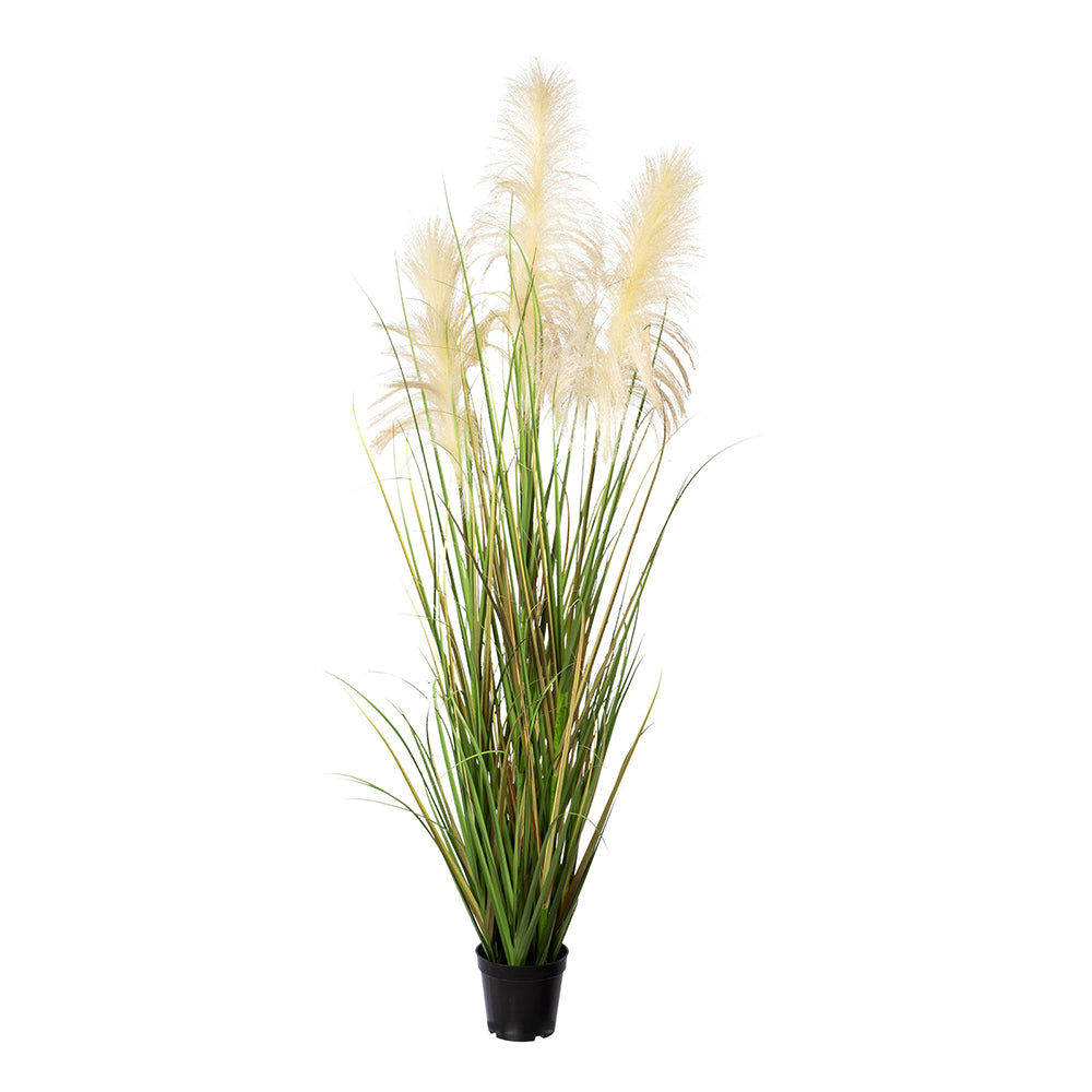 PAMPAS krém mű pampafű bokor 130 cm fekete cserépben