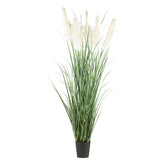 PAMPAS óriás krém mű pampafű bokor 240 cm fekete cserépben